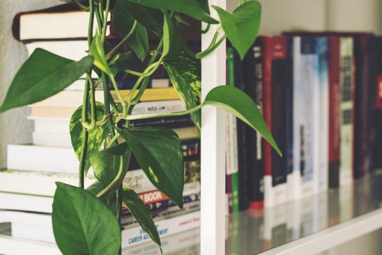 indoor plants